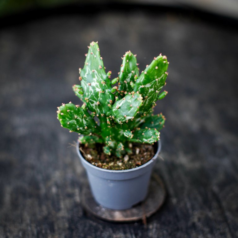 Opuntia monacantha 'Variegata' 6 cm