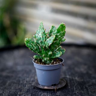 Opuntia monacantha 'Variegata'