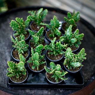 Opuntia monacantha 'Variegata'