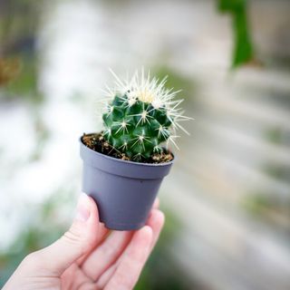 Echinocactus grusonii