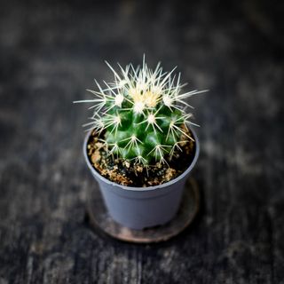 Echinocactus grusonii