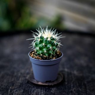 Echinocactus grusonii