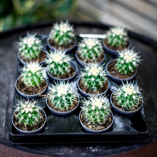 Echinocactus grusonii