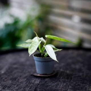 Philodendron 'Florida Ghost'