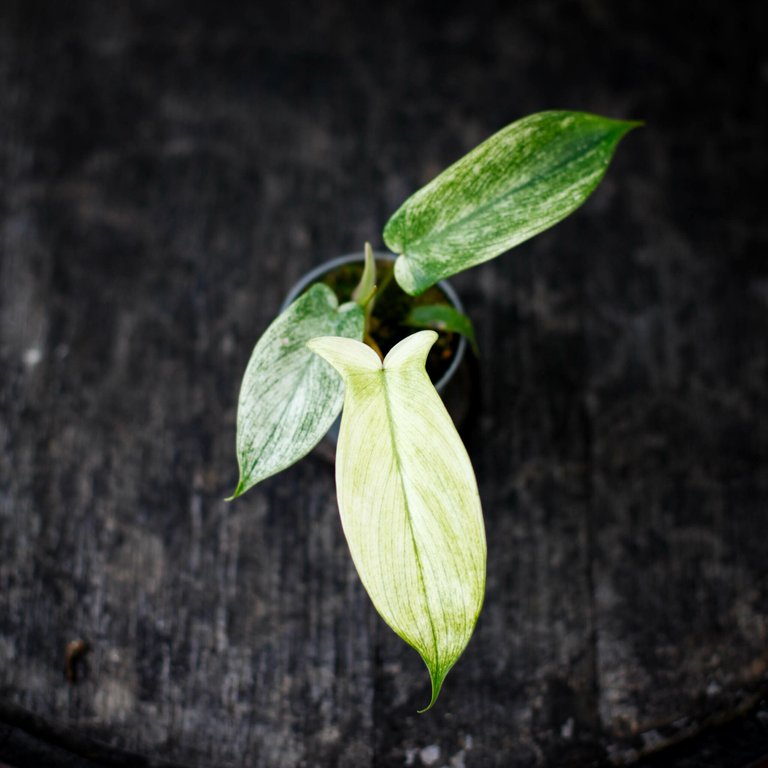 Philodendron 'Florida Ghost' 6 cm