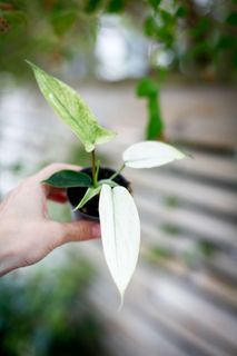Philodendron 'Florida Ghost'