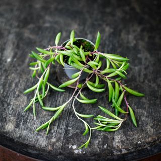 Senecio 'Purple Flush'