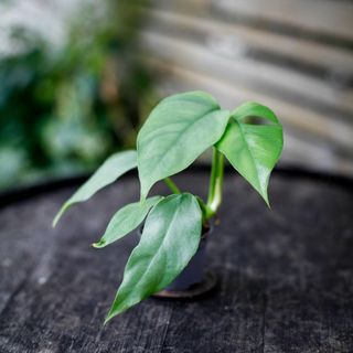 Rhaphidophora tetrasperma