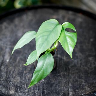 Rhaphidophora tetrasperma