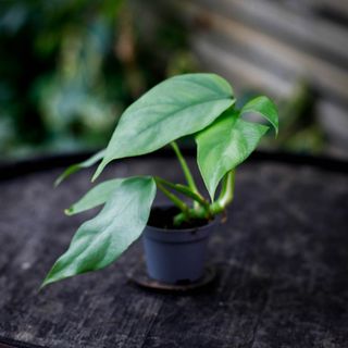 Rhaphidophora tetrasperma