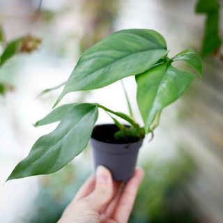 Rhaphidophora tetrasperma