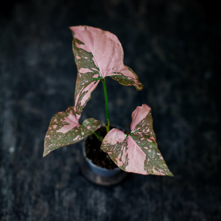 Syngonium 'Pink Splash' 6 cm