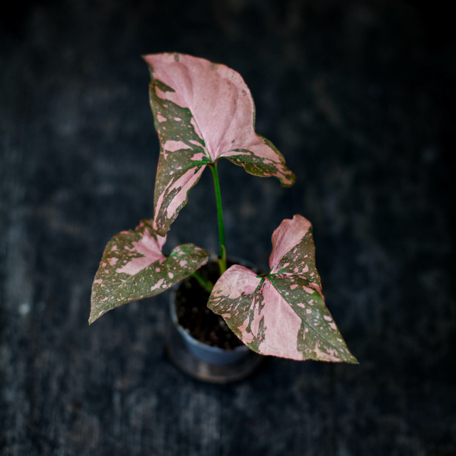 Syngonium Pink Splash med rosa stänk på gröna blad