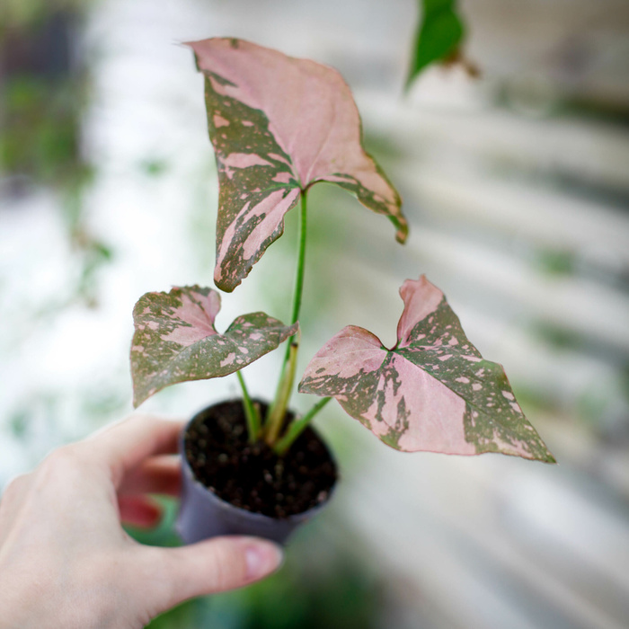 Syngonium Pink Splash med rosa stänk på bladen