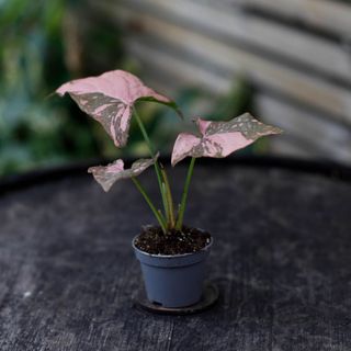 Syngonium 'Pink Splash'