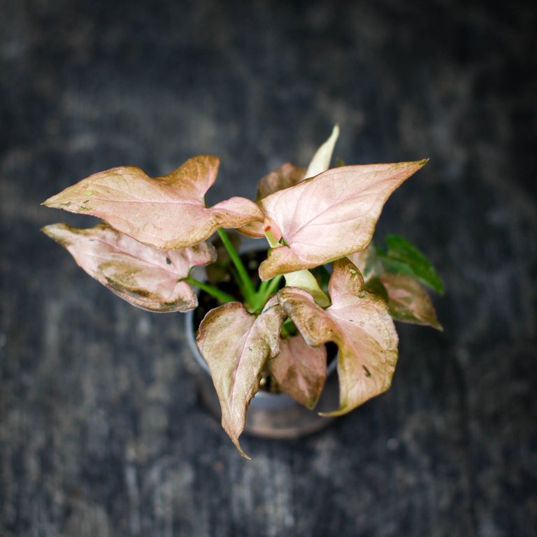 Syngonium podophyllum 6 cm
