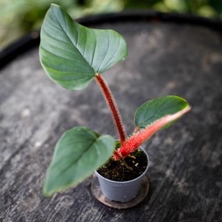 Philodendron serpens