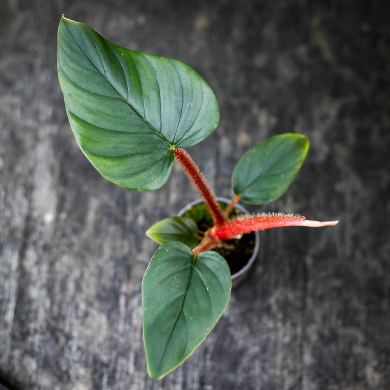 Philodendron serpens 6 cm