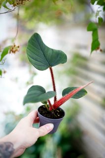 Philodendron serpens