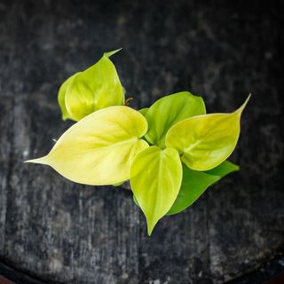 Philodendron 'Lemon Lime'