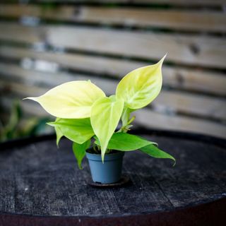Philodendron 'Lemon Lime'