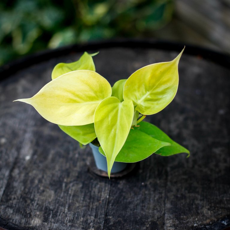 Philodendron 'Lemon Lime' 6 cm