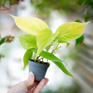 Philodendron 'Lemon Lime'