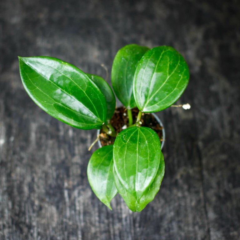 Hoya 'Macrophylla' 6 cm