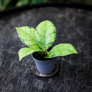 Hoya callistophylla RÄDDA MIG!