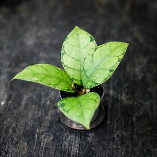 Hoya callistophylla RÄDDA MIG!