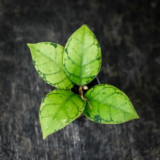 Hoya callistophylla RÄDDA MIG!