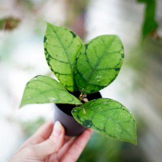 Hoya callistophylla RÄDDA MIG!