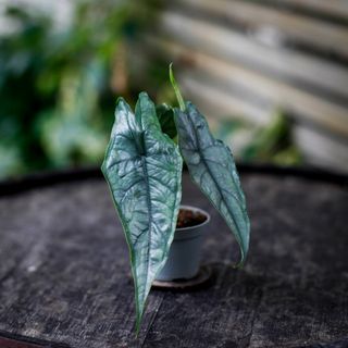 Alocasia 'Dragons Breath'