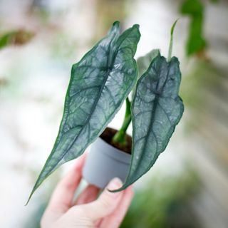 Alocasia 'Dragons Breath'