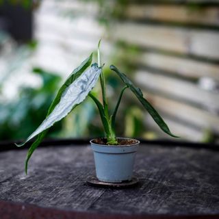 Alocasia 'Dragons Breath'