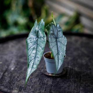Alocasia 'Dragons Breath'