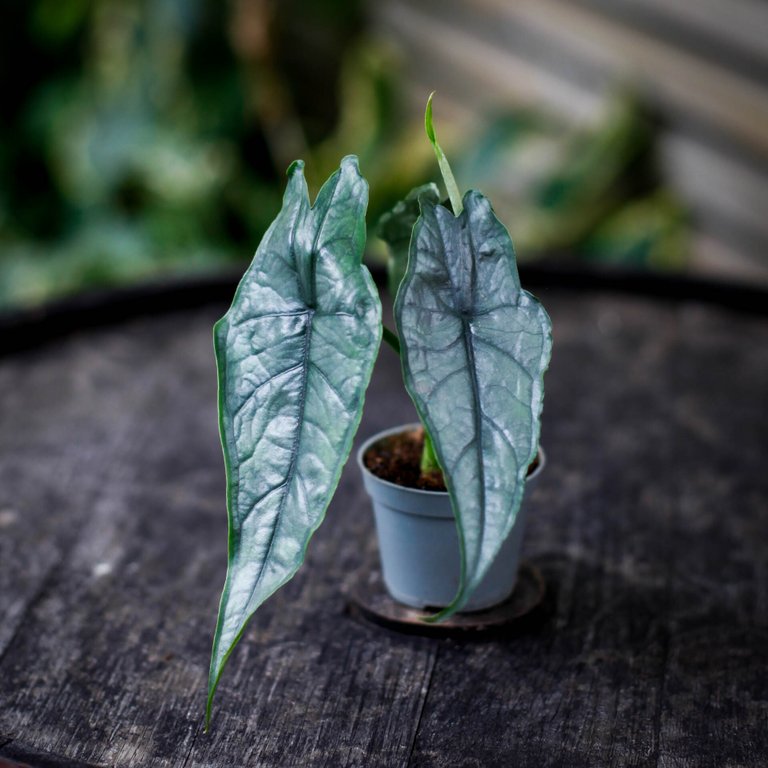 Alocasia 'Dragons Breath' 6 cm