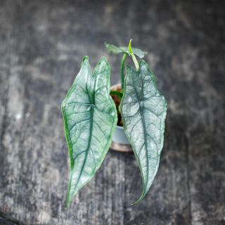 Alocasia 'Dragons Breath'