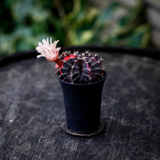 Gymnocalycium ’Variegata’ 8 cm