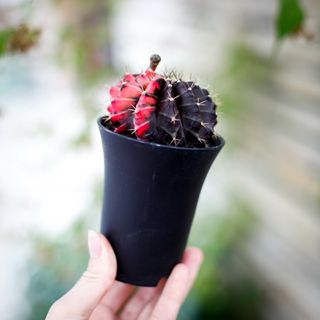 Gymnocalycium ’Variegata’ 8 cm