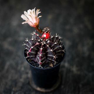 Gymnocalycium ’Variegata’ 8 cm