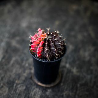 Gymnocalycium ’Variegata’ 8 cm