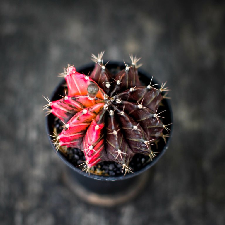 Gymnocalycium ’Variegata’ 8 cm