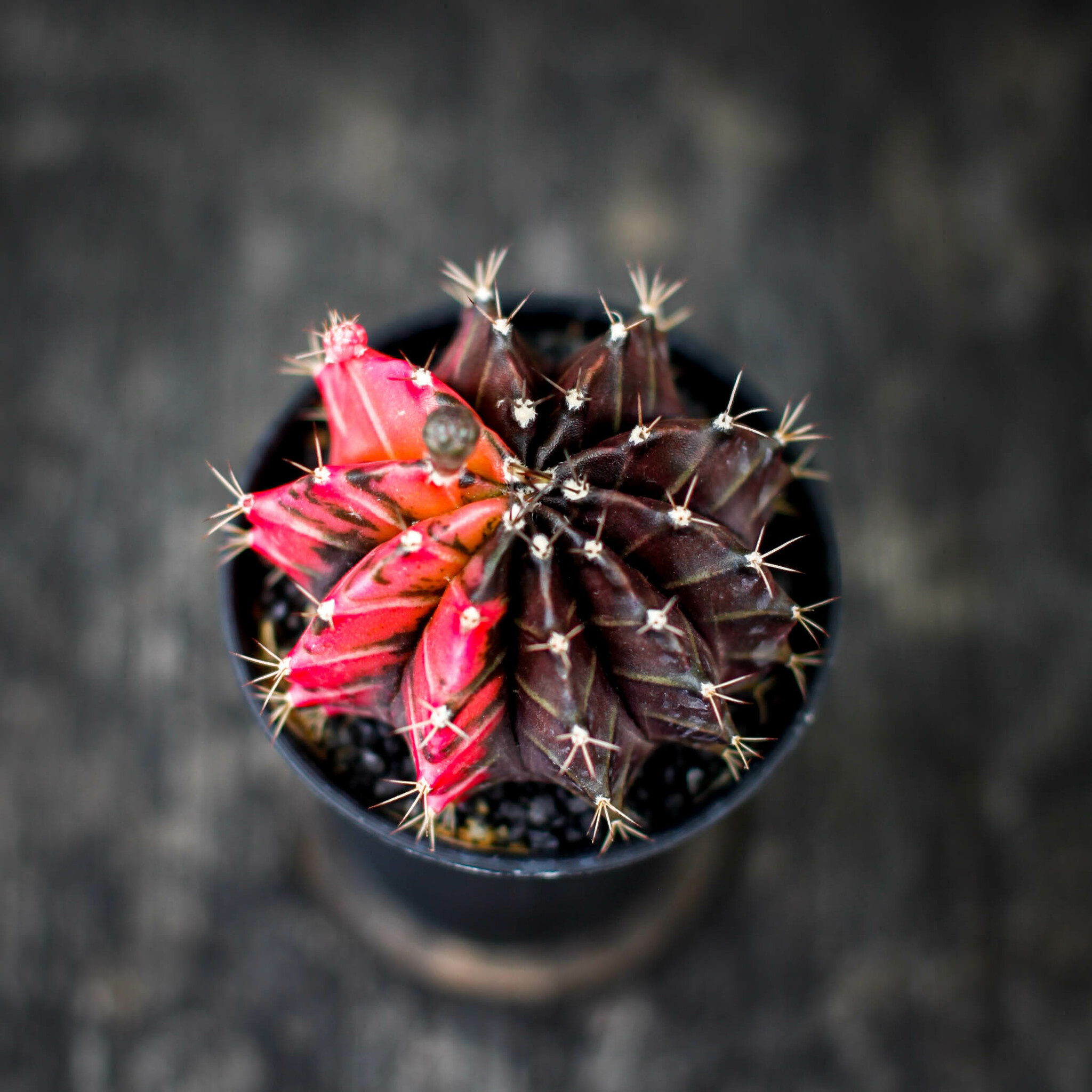 Gymnocalycium variegata med rosa och mörka färger