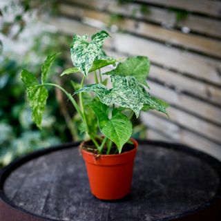 Syngonium 'Mottled Mojito’ 12 cm