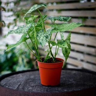 Syngonium 'Mottled Mojito’ 12 cm