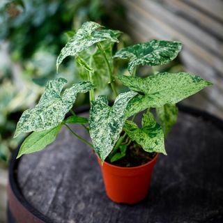 Syngonium 'Mottled Mojito’ 12 cm