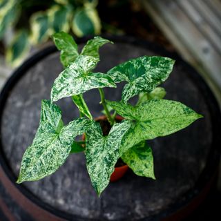 Syngonium 'Mottled Mojito’ 12 cm