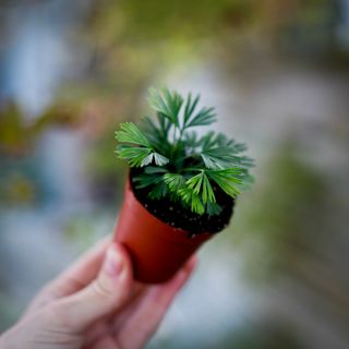 Actiniopteris australis