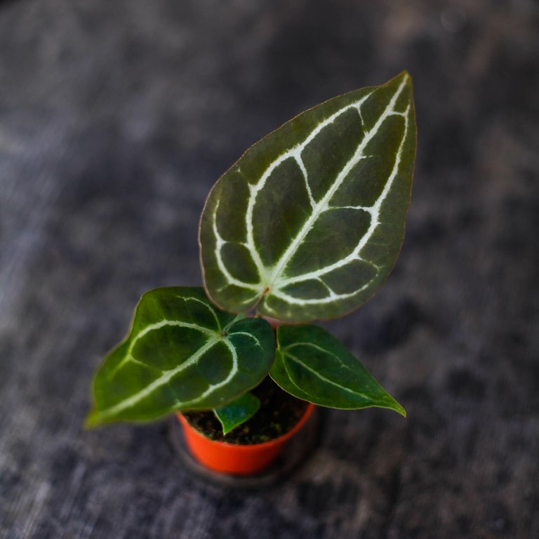 Anthurium crystallinum 6 cm